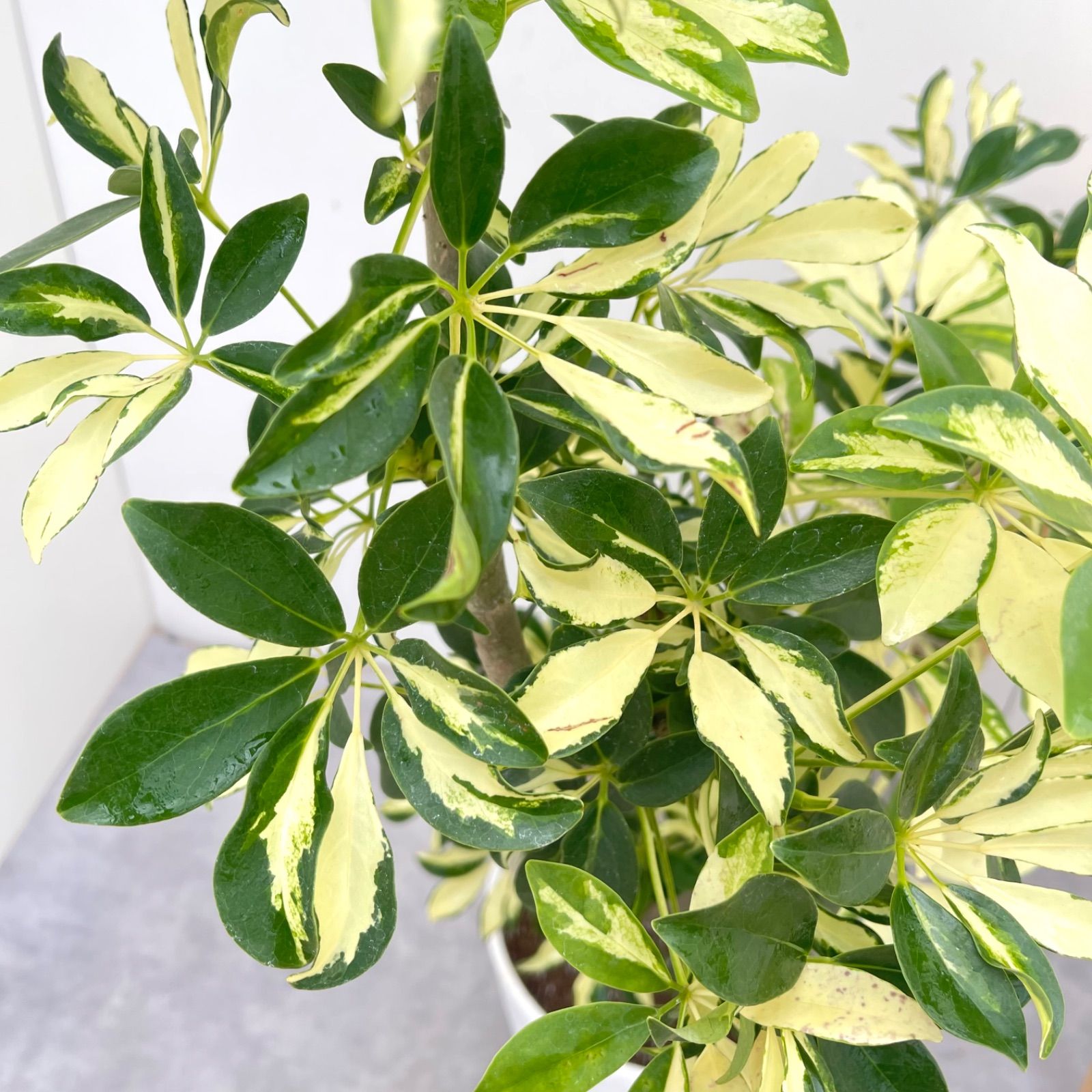 シェフレラ グランディー 曲がり 31【現品】 観葉植物 室内 斑入り