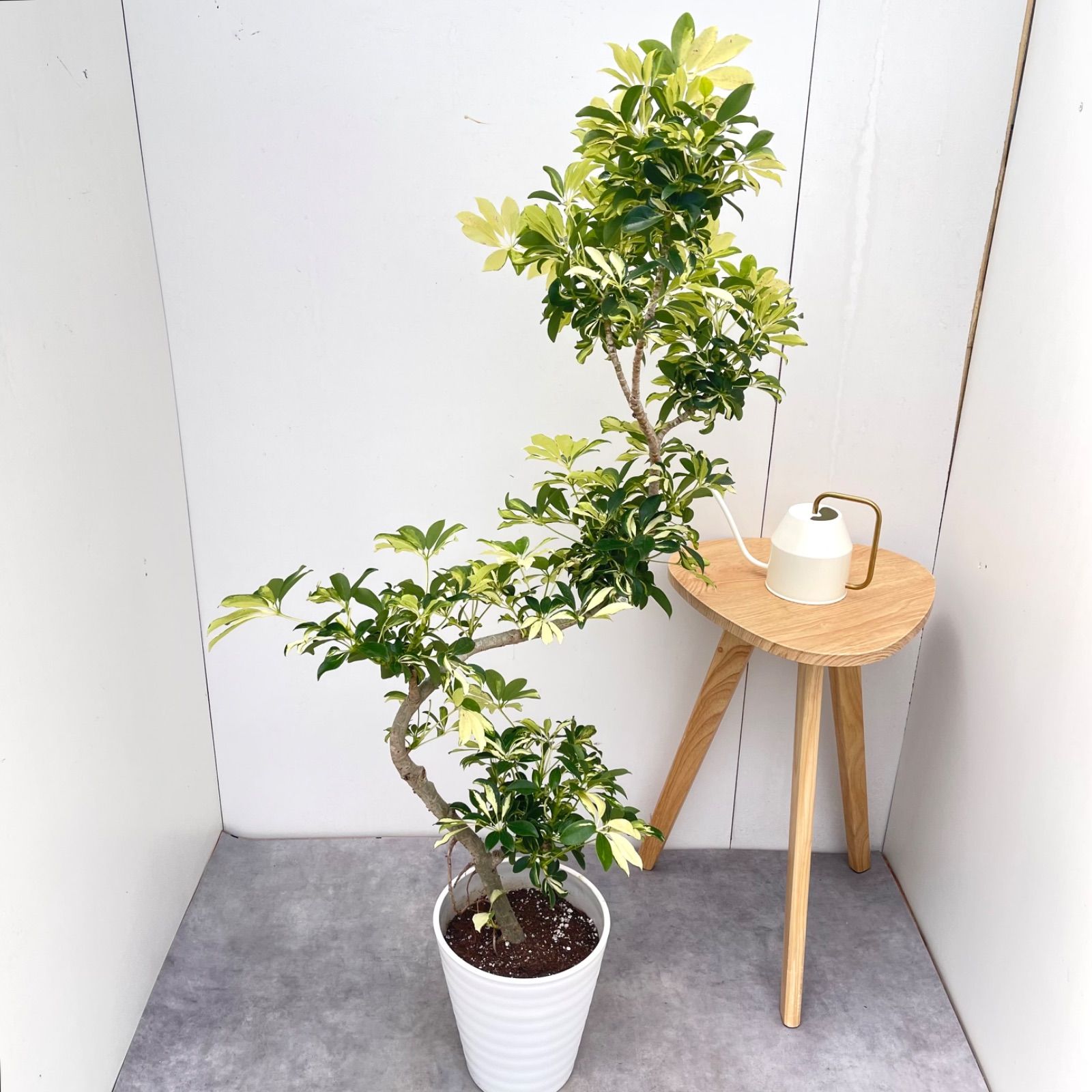 シェフレラ グランディー 曲がり 31【現品】 観葉植物 室内 斑入り