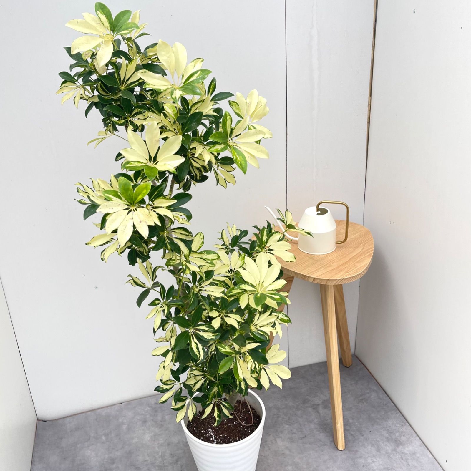シェフレラ グランディー 曲がり 31【現品】 観葉植物 室内 斑入り
