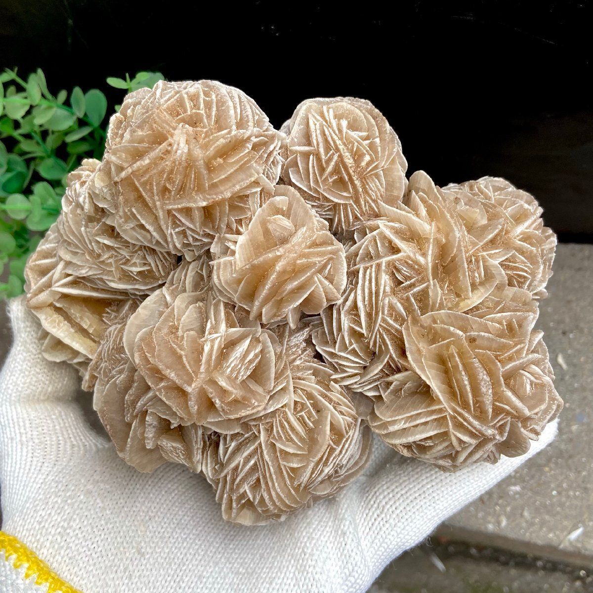 1235G 超綺麗天然砂漠のバラ B0724/YS/Y05/328C