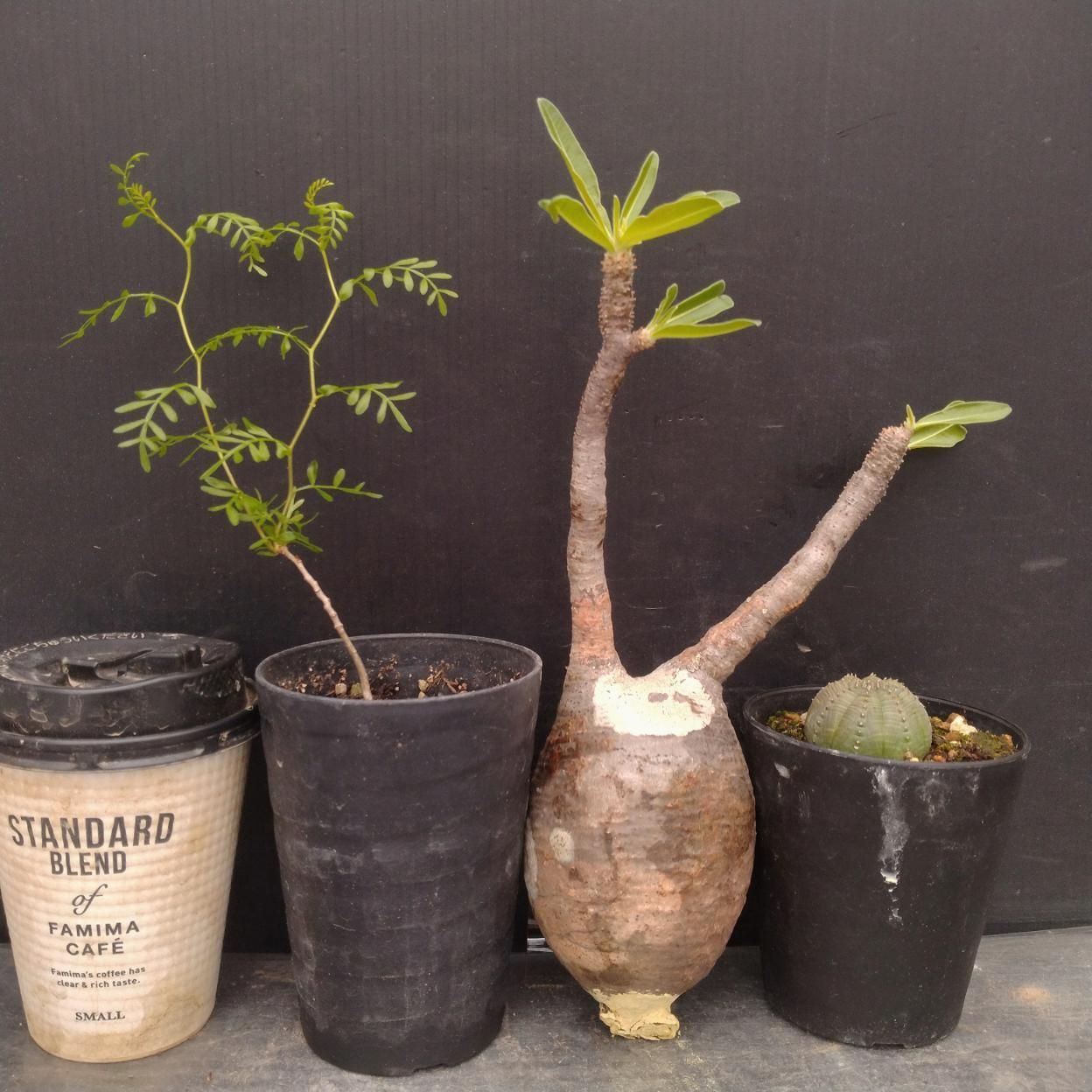 B024 「イベント品」3株セット P.グラキリス抜き苗・E.オベサ・O.パキプス実生 塊根+多肉植物セット【発根未確認・塊根植物・多肉植物・サボテン】
