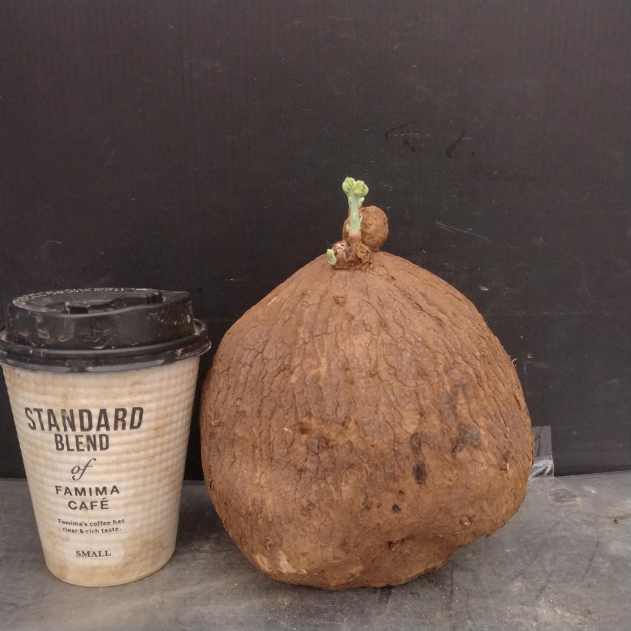 B064 「塊根植物」ステファニア エレクタ L 抜き苗【最新到着・Stephania erecta・丸株・美株・多肉植物・葉落ちします】
