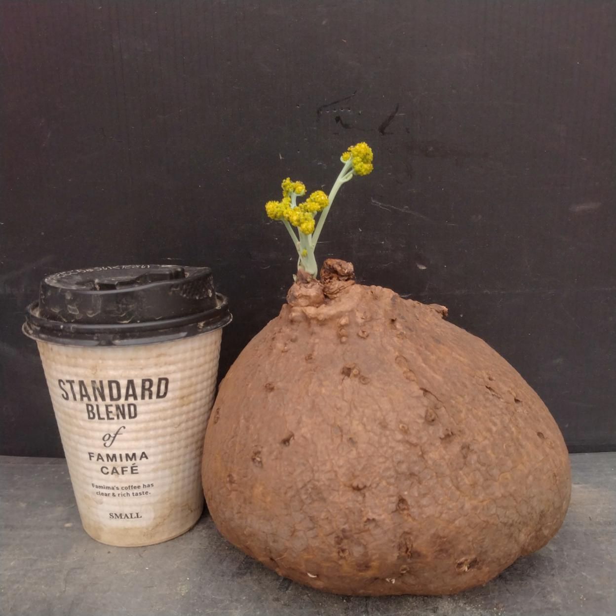 B065 「塊根植物」ステファニア エレクタ L 抜き苗【最新到着・Stephania erecta・丸株・美株・多肉植物・葉落ちします】
