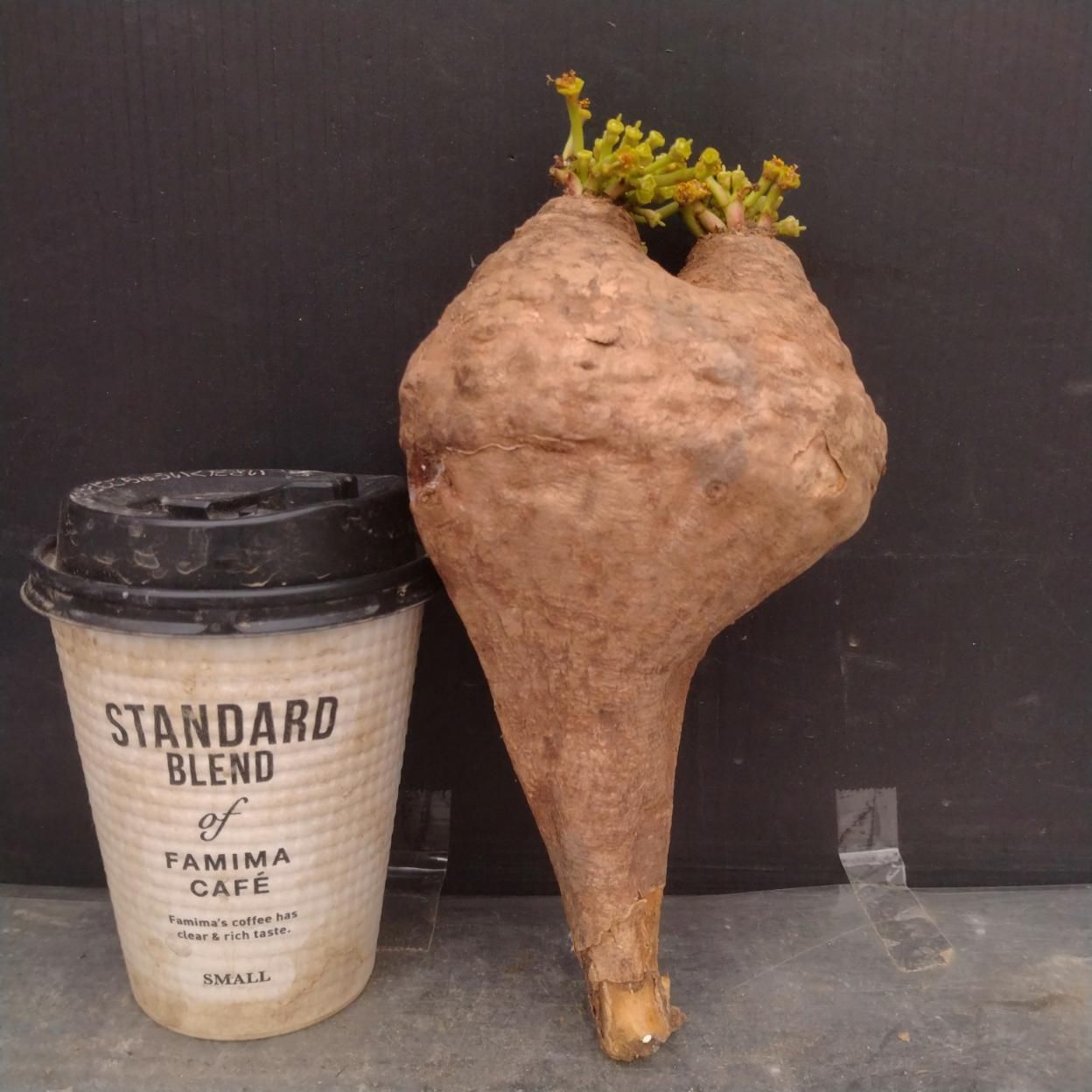 B073 「多肉植物」ユーフォルビア デシドゥア 多頭 抜き苗【最新到着・塊根植物・Euphorbia decidua・蓬莱島】