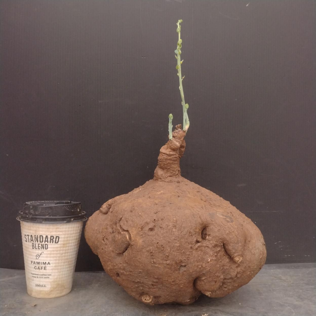 B078 「塊根植物」ステファニア エレクタ XL 抜き苗【最新到着・Stephania erecta・丸株・美株・多肉植物・葉落ちします】 10,350円