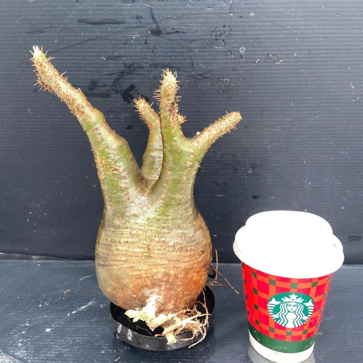 B319 「塊根植物」パキポディウム グラキリス 抜き苗【最新到着・根切確認済・ P.gracilius・多肉植物・塊根植物】