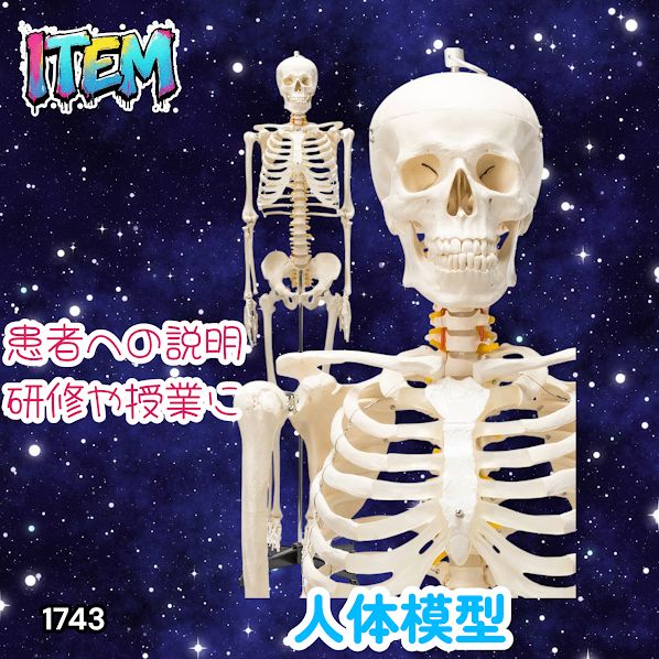 #1743 全身 人体 模型 170cm 神経根有り 全身 骨格 標本 骸骨 人骨 ガイコツ 靭帯 大学 病院 研究 理科 医学 医療 整骨 整体 鍼灸 医院 ※一部地域離島別途配送料有