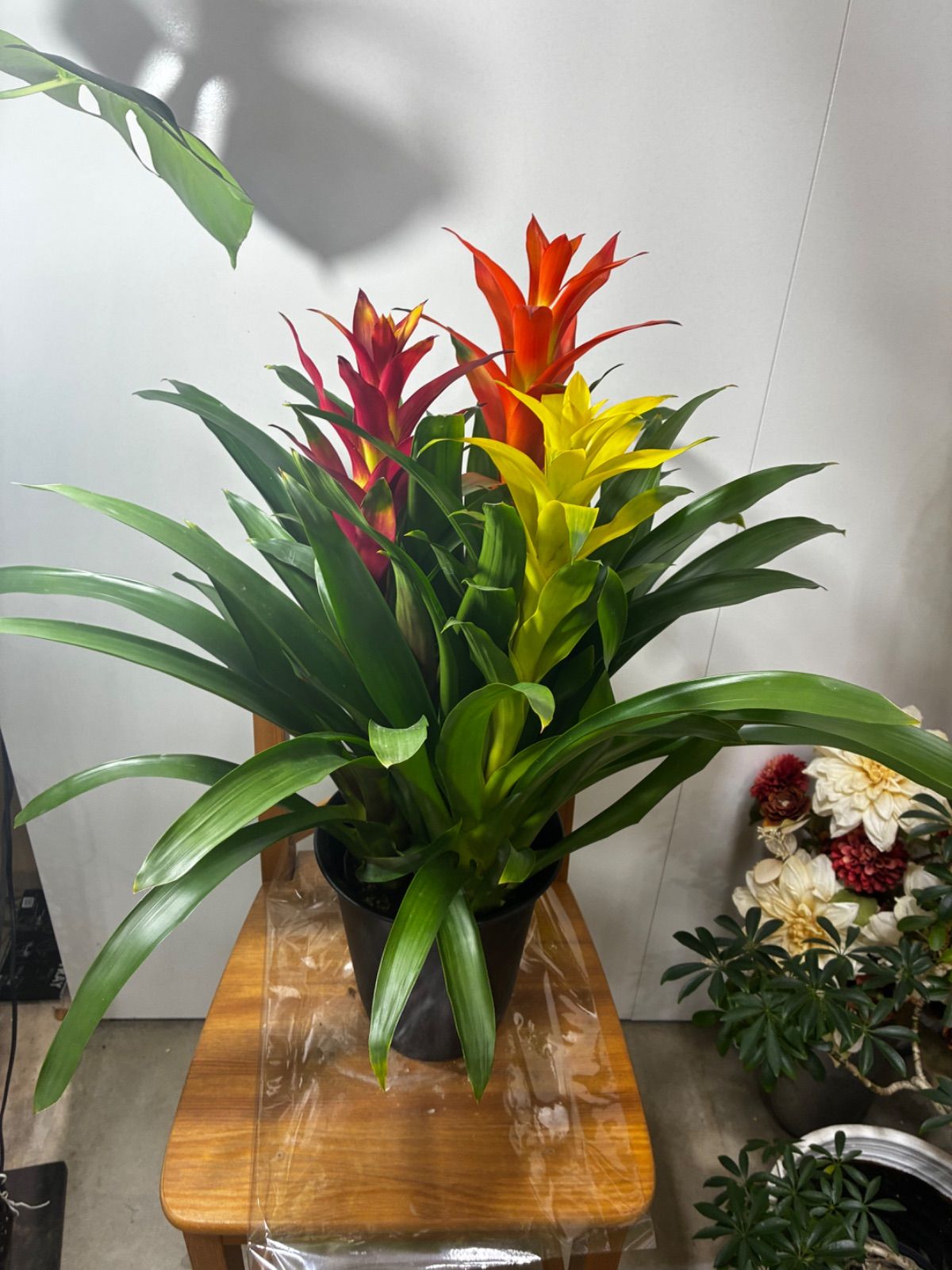 グズマニア 3色寄せ 7号 花 赤 黄 ピンク 観葉植物 インテリア グリーン アナナス おしゃれ 綺麗 カラー