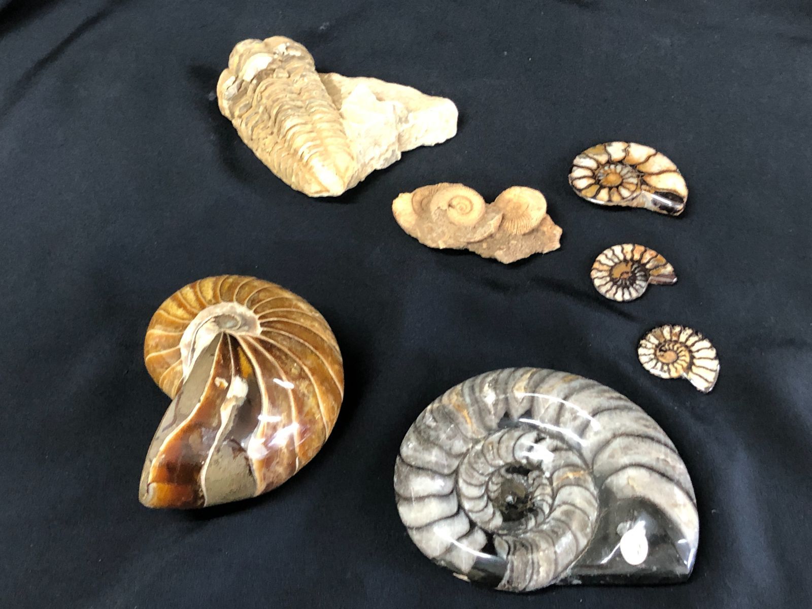AMMONITE・ノーチラス　BOX/Morocco産・マダガスカル産置物