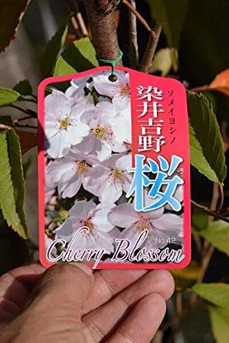 2026年開花苗植樹桜1鉢6号接ぎ木3年 桜苗 (染井吉野) ソメイヨシノ桜苗木鉢植え苗地植え苗さくら送料無料 930e7bb4