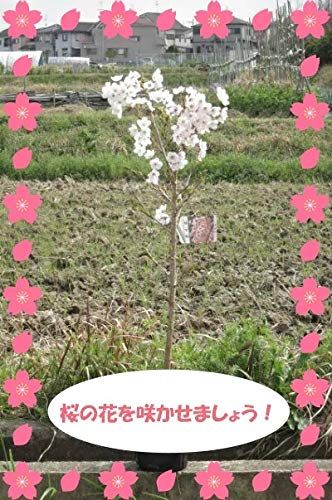 2026年開花苗植樹桜1鉢6号接ぎ木3年 桜苗 (染井吉野) ソメイヨシノ桜苗木鉢植え苗地植え苗さくら送料無料 930e7bb4