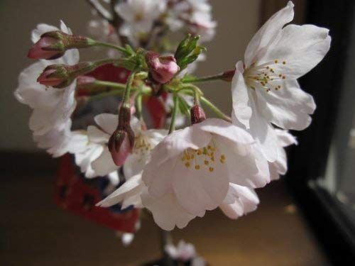 2026年開花苗植樹桜1鉢6号接ぎ木3年 桜苗 (染井吉野) ソメイヨシノ桜苗木鉢植え苗地植え苗さくら送料無料 930e7bb4