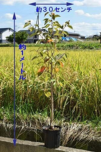 2026年開花苗植樹桜1鉢6号接ぎ木3年 桜苗 (染井吉野) ソメイヨシノ桜苗木鉢植え苗地植え苗さくら送料無料 930e7bb4
