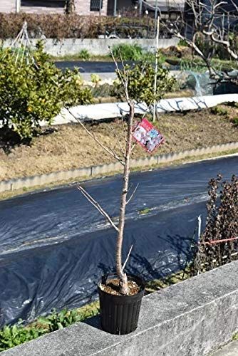 2026年開花苗植樹桜1鉢6号接ぎ木3年 桜苗 (染井吉野) ソメイヨシノ桜苗木鉢植え苗地植え苗さくら送料無料 930e7bb4