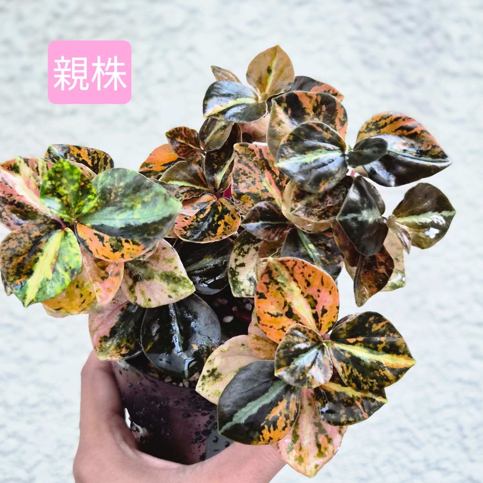 ①《Peperomia Metalica Orange Variegated》ペペロミア メタリカ