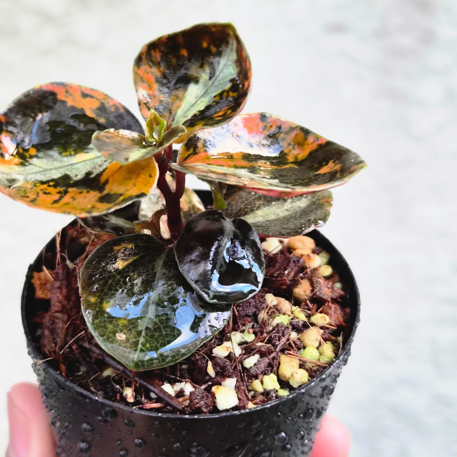①《Peperomia Metalica Orange Variegated》ペペロミア メタリカ