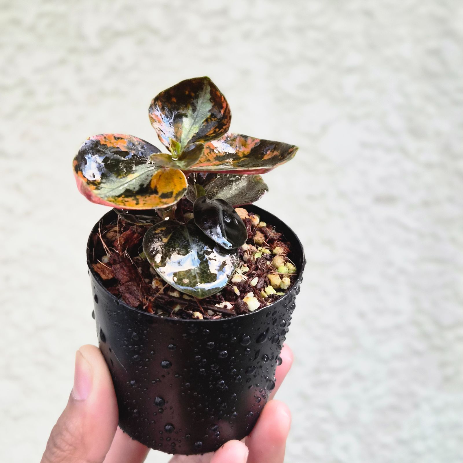 ①《Peperomia Metalica Orange Variegated》ペペロミア メタリカ