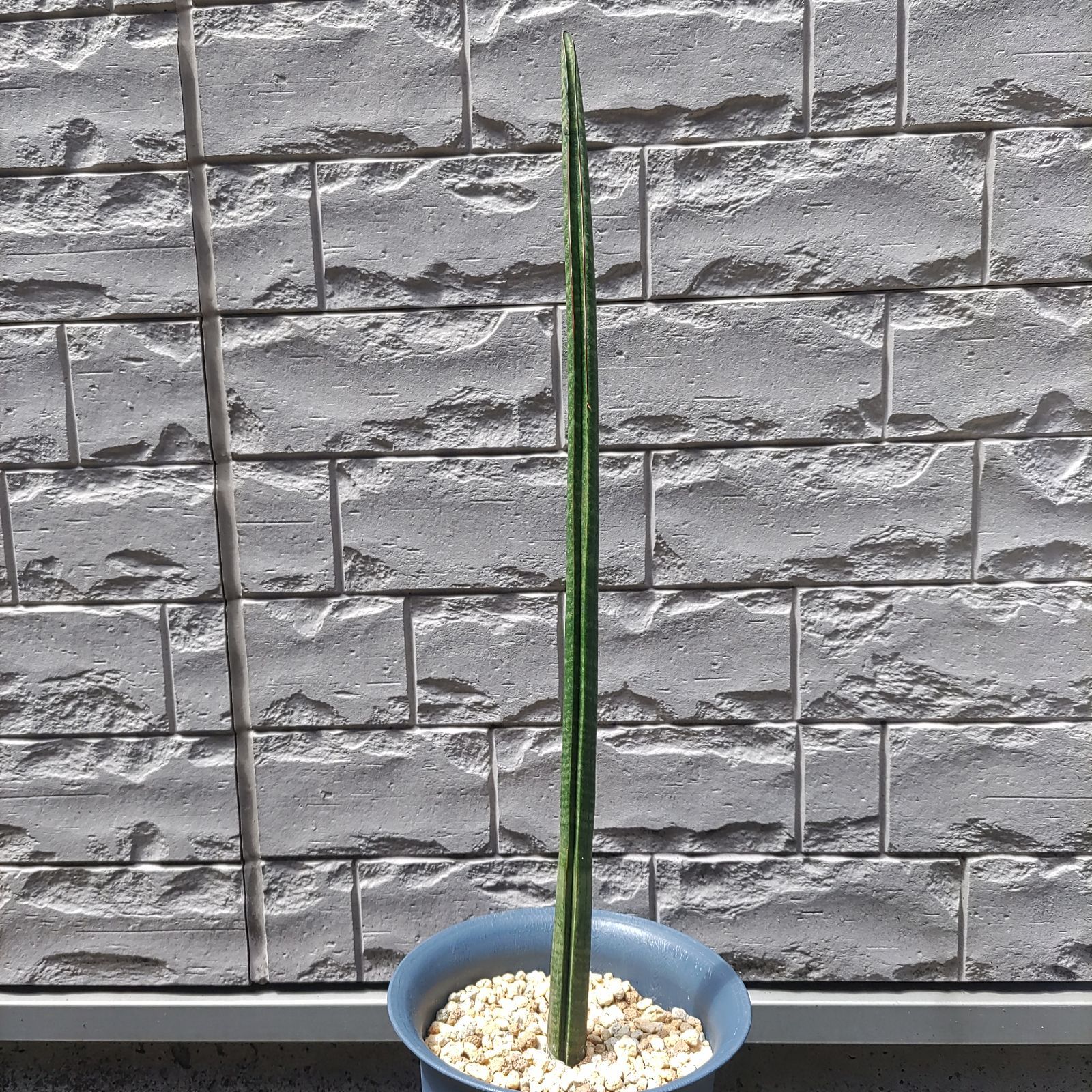 希少 サンセベリア スタッキー　Sansevieria stuckyi 12,264円