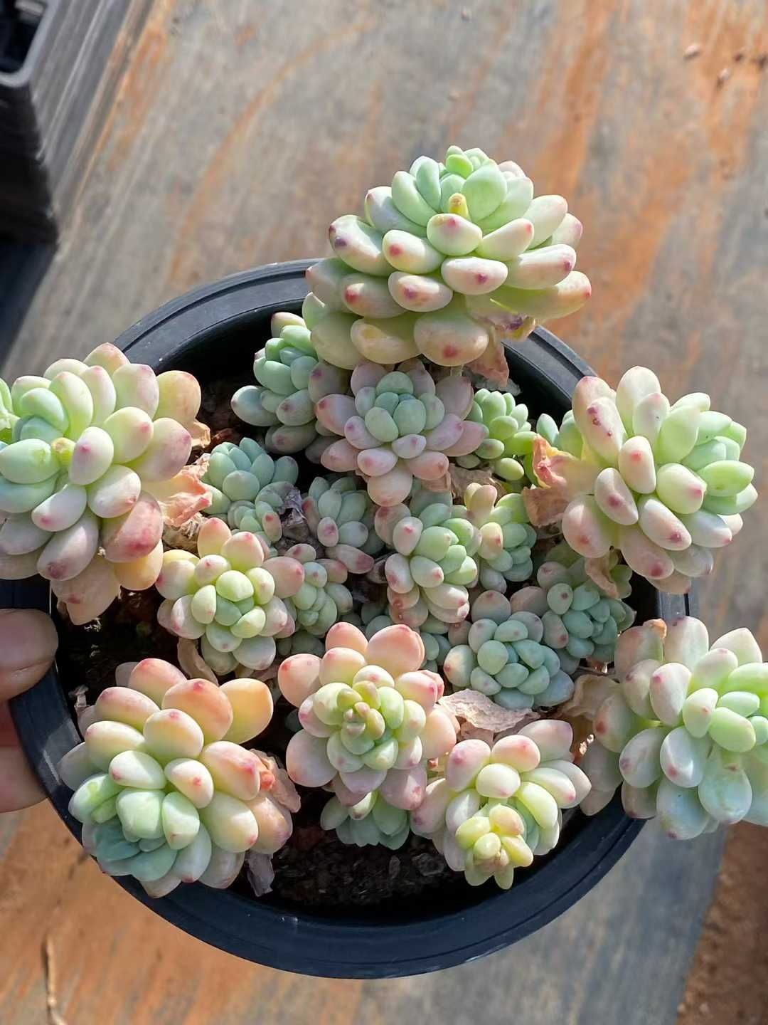 花棚 植物棚 キャスター ともちん様 TB-2T10A 多肉植物棚 変更あり2点