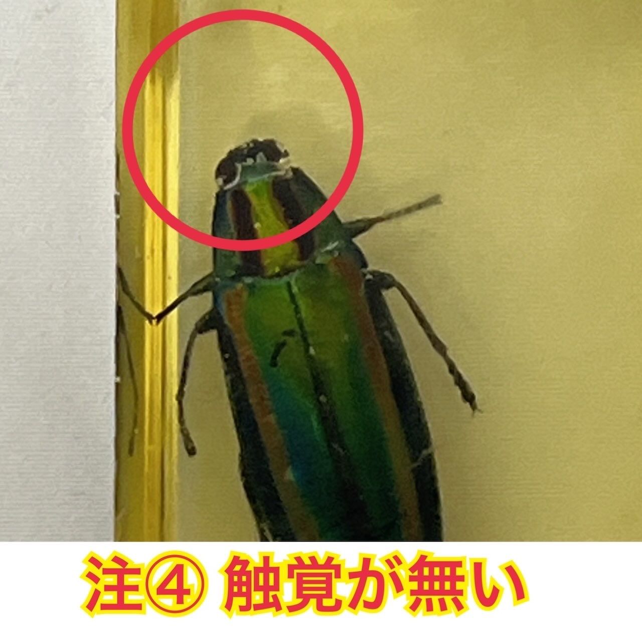 タマムシ ヤマトタマムシ 琥珀色レジン封入標本 (傷・汚れあり) - メルカリ