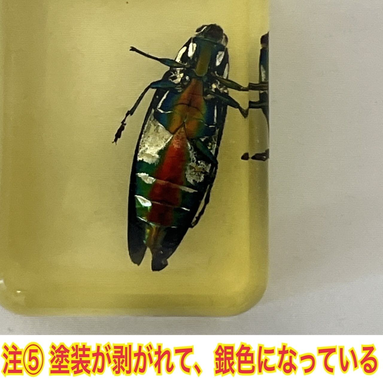 タマムシ ヤマトタマムシ 琥珀色レジン封入標本 (傷・汚れあり) - メルカリ