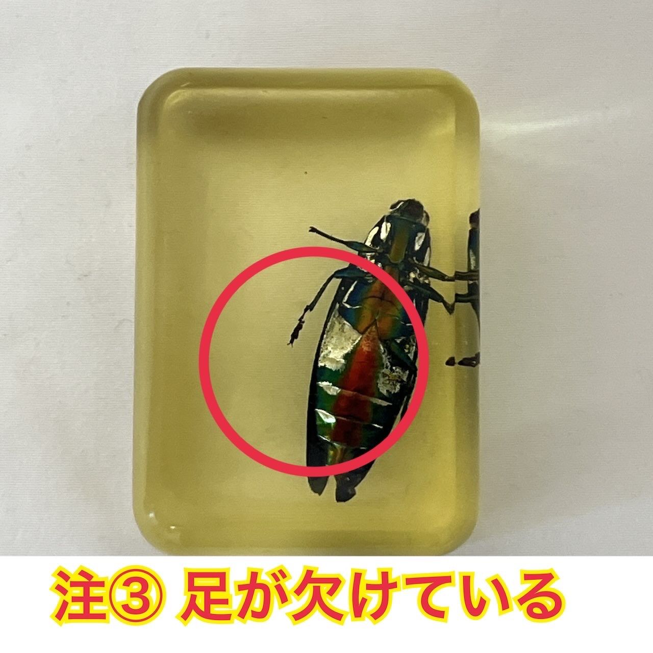 タマムシ ヤマトタマムシ 琥珀色レジン封入標本 (傷・汚れあり) - メルカリ