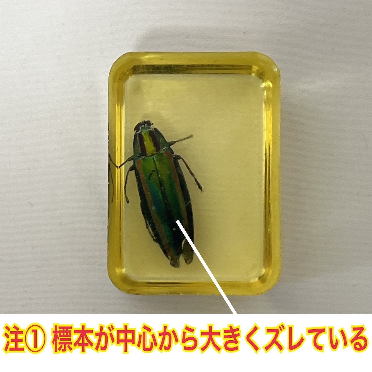 タマムシ ヤマトタマムシ 琥珀色レジン封入標本 (傷・汚れあり) - メルカリ