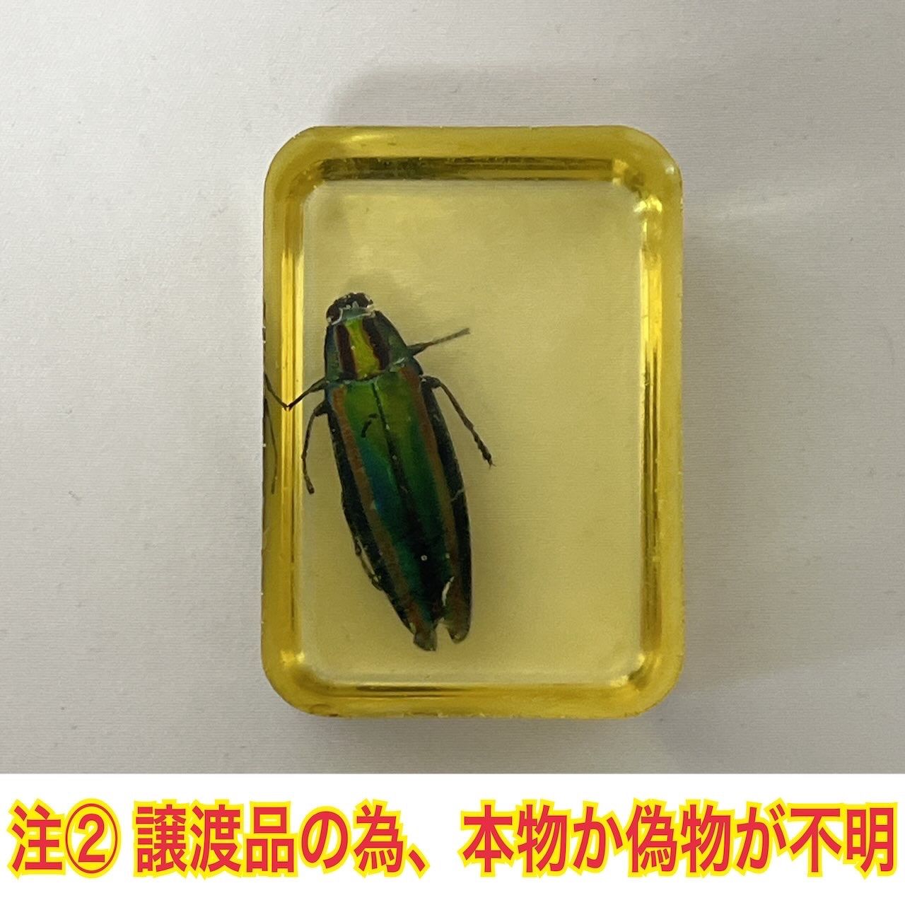 タマムシ ヤマトタマムシ 琥珀色レジン封入標本 (傷・汚れあり) - メルカリ