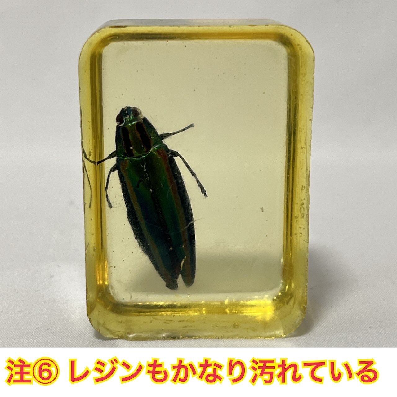 タマムシ ヤマトタマムシ 琥珀色レジン封入標本 (傷・汚れあり) - メルカリ
