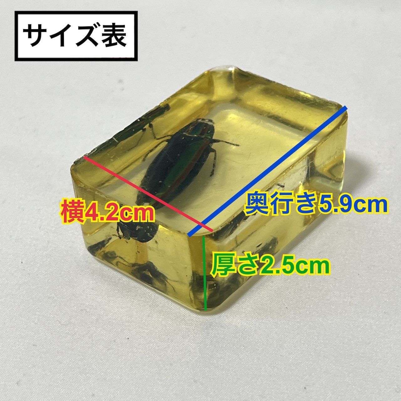 タマムシ ヤマトタマムシ 琥珀色レジン封入標本 (傷・汚れあり) - メルカリ
