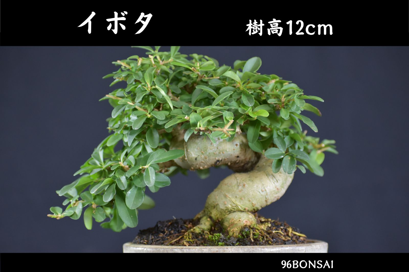 【イボタ】　太幹で動き満点　整った樹形の逸品　樹高12cm　鉢：燿山窯　小品盆栽