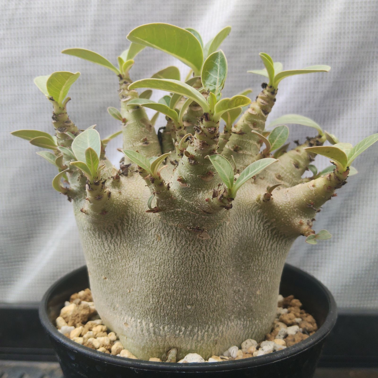 【激レア/塊根植物】アデニウム アラビカム ゴジ バオバブタイプ 鉢植え g77 レア アデニウム スーパードワーフ 塊根植物 コーデックス