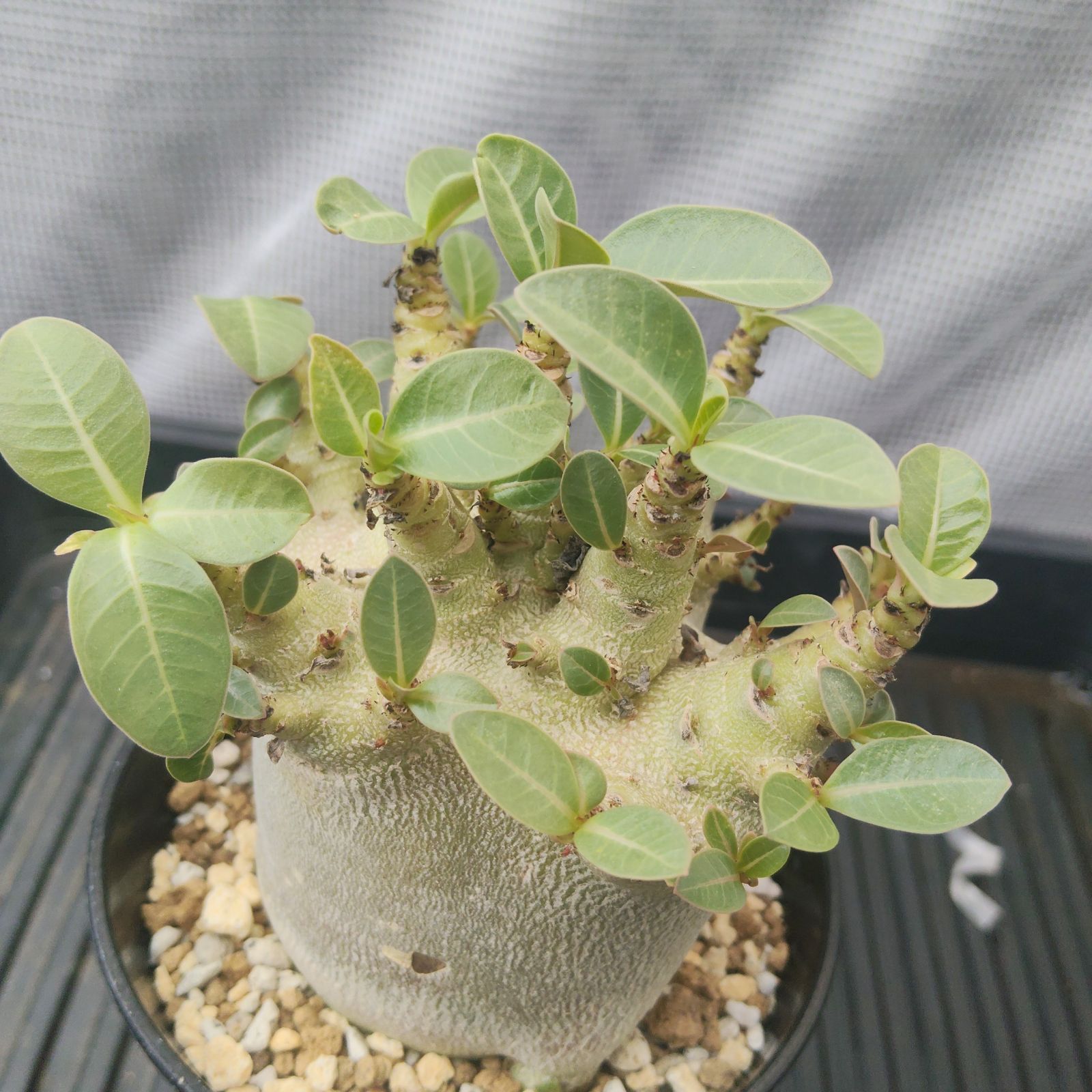 【激レア/塊根植物】アデニウム アラビカム ゴジ バオバブタイプ 鉢植え g77 レア アデニウム スーパードワーフ 塊根植物 コーデックス