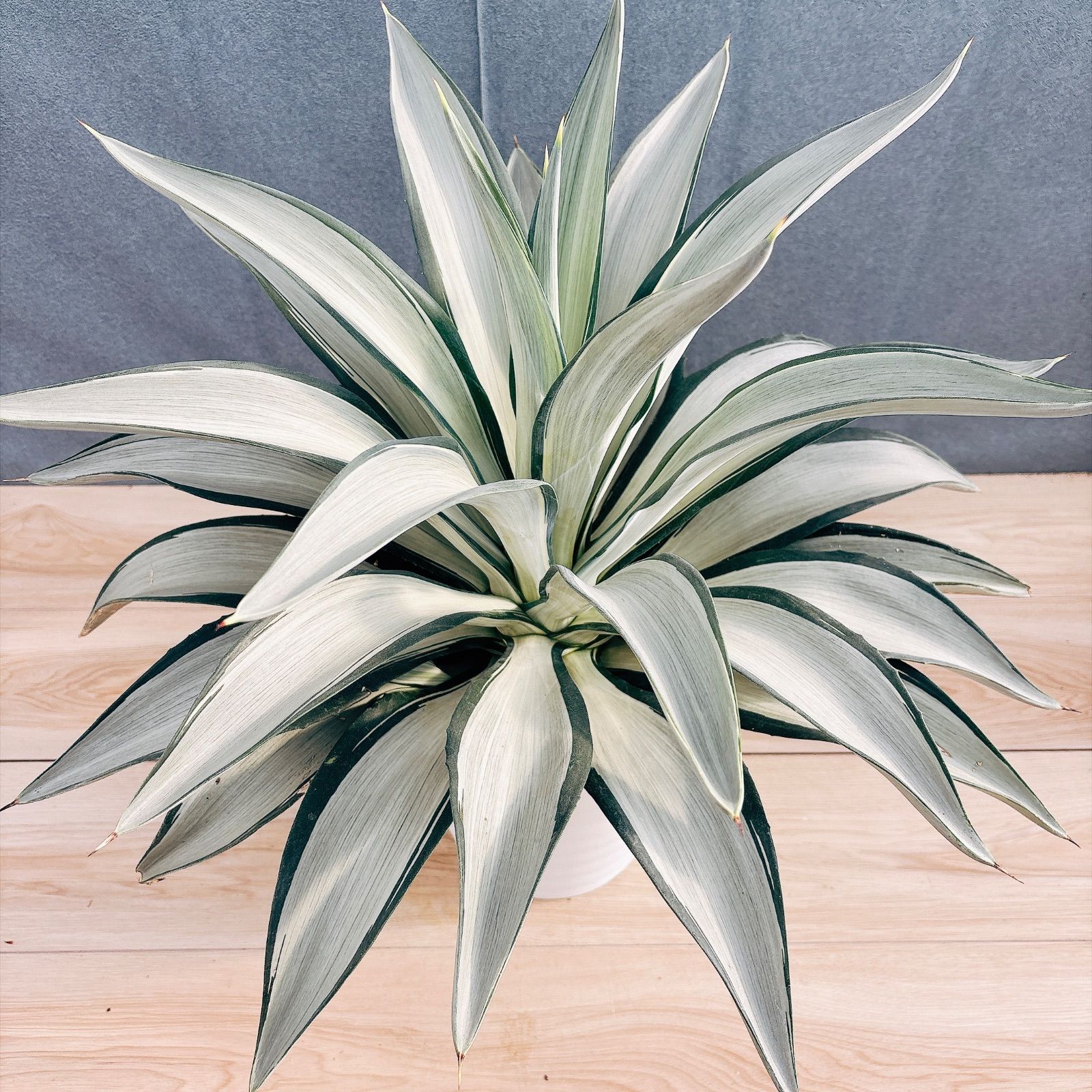 ［現品］【希少】A38 アガベ　クイック　シルバー　8号　観葉植物　レア　斑入り　大型　綺麗　屋外　多肉植物　珍しい