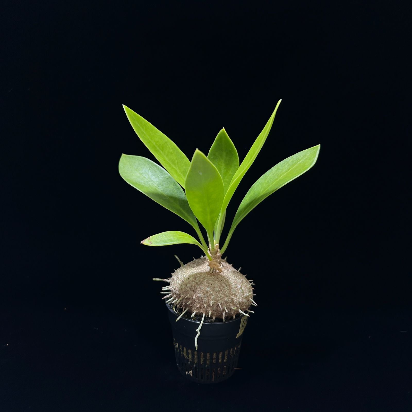 アリ植物】ミルメコディア ベッカリー Myrmecodia beccarii 【塊根