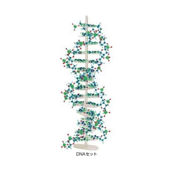 ds-分子構造模型モル・タロウ DNAセット DNA-1