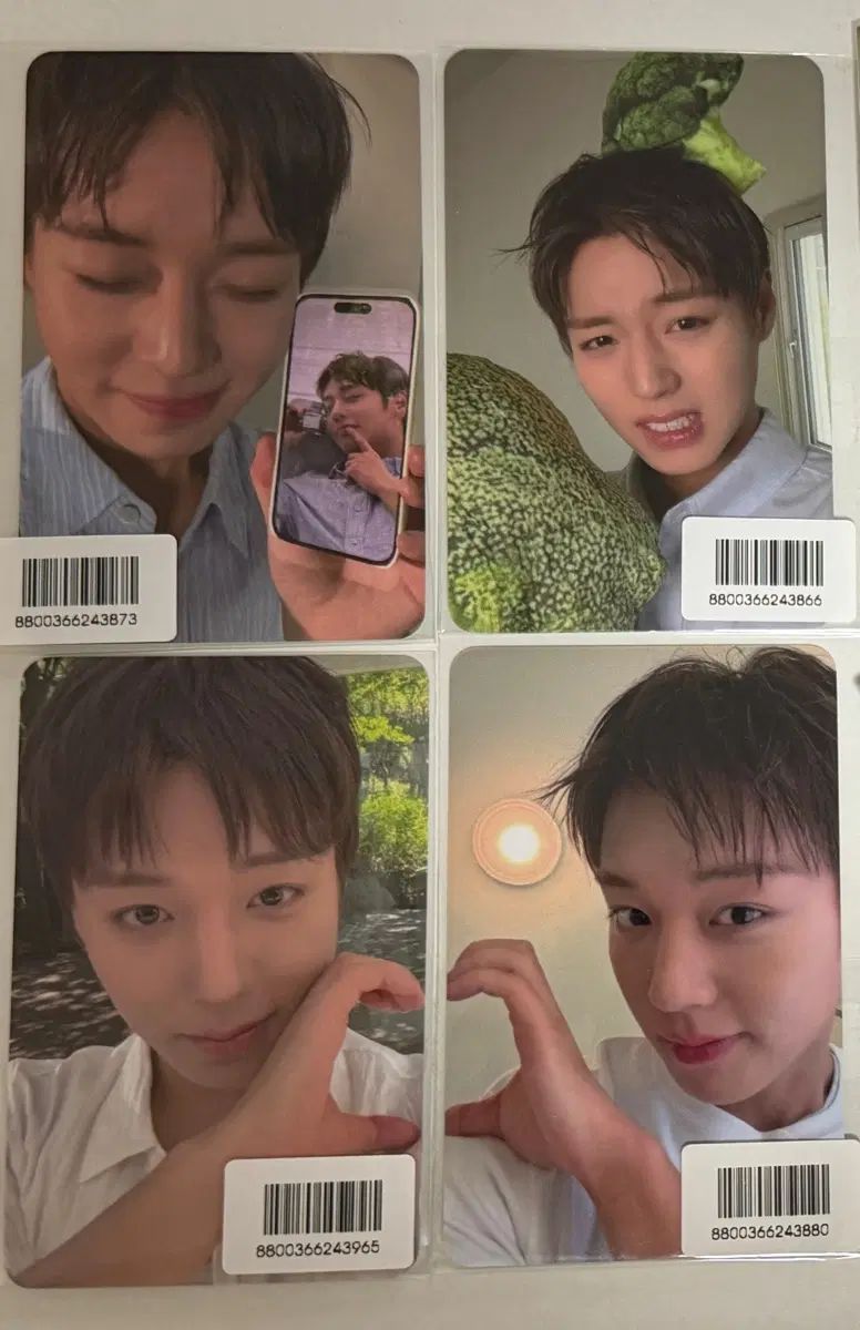 パク・ジフン(PARK JIHOON) ポメント トレカ (OLIVE YOUNG オリーブヤング)
