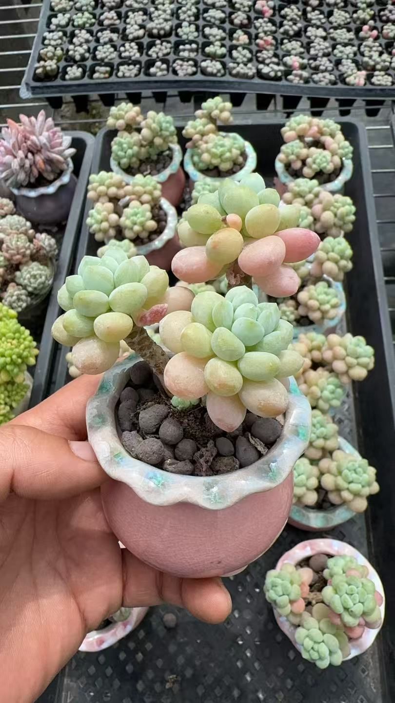 新入荷　18鉢の土・根付き＆陶器鉢付きセット　ロココ　多肉植物　佐川急便発送　エケベリア　セダム　韓国苗　Z6722