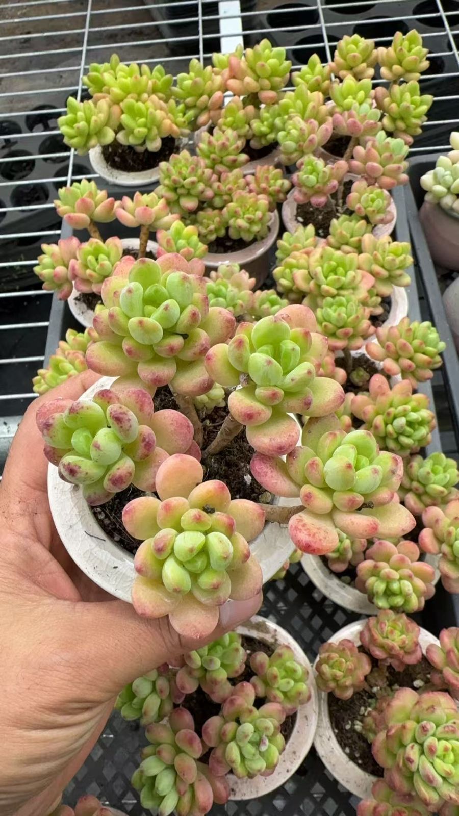 新入荷　18鉢の土・根付き＆陶器鉢付きセット　シャングリラ　多肉植物　佐川急便発送　エケベリア　セダム　韓国苗　Z6723