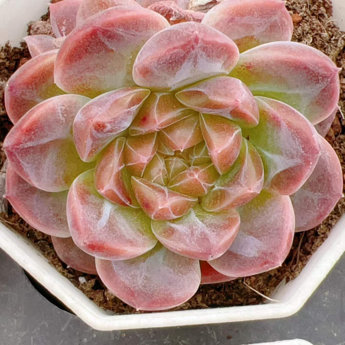新入荷　40株の抜き苗セット　コハク　多肉植物　佐川急便発送　エケベリア　セダム　韓国苗　Z6716 6,376円