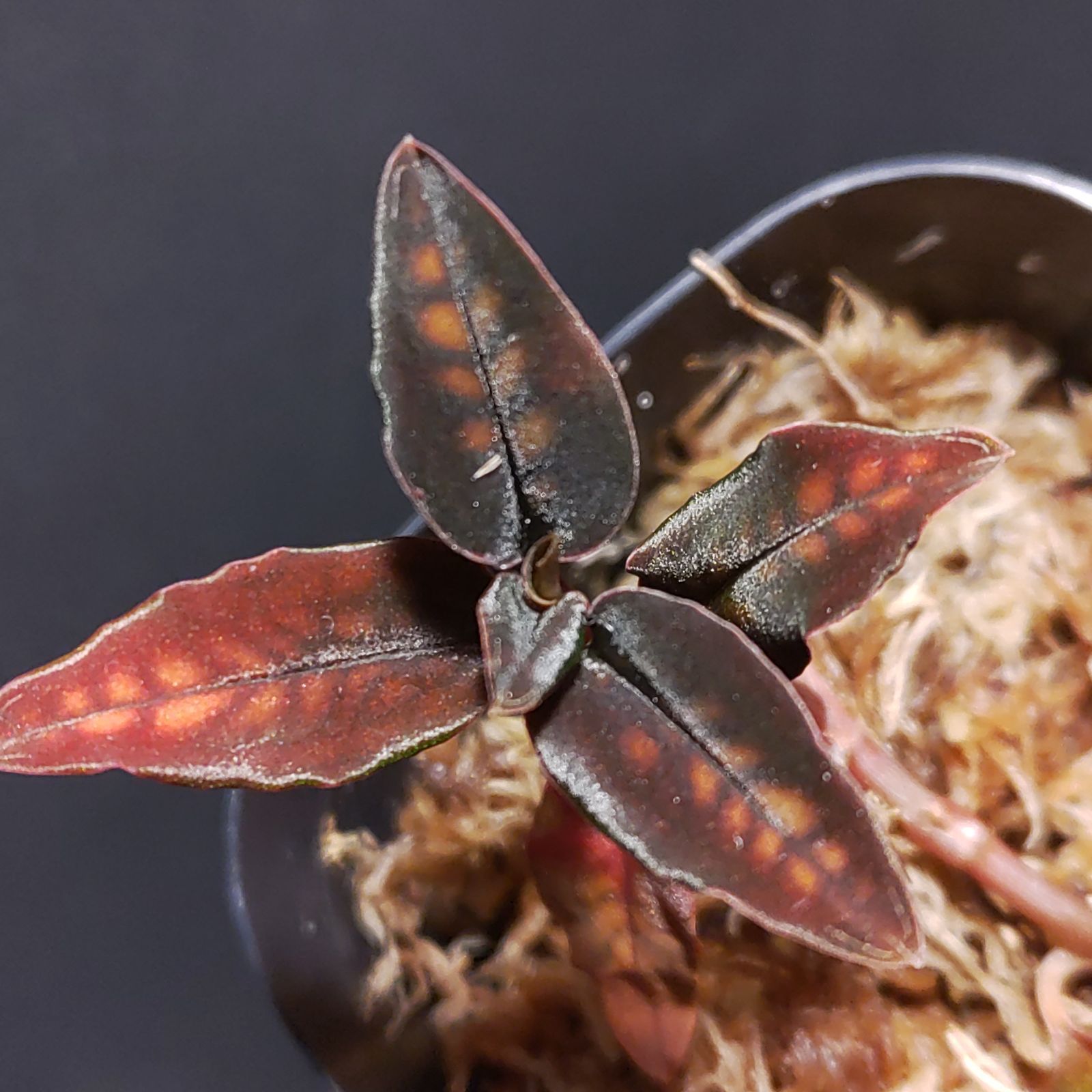 観葉 テーブルヤシ ミニ観葉植物 観葉植物 本物 ヤシ ミニ 花のギフト