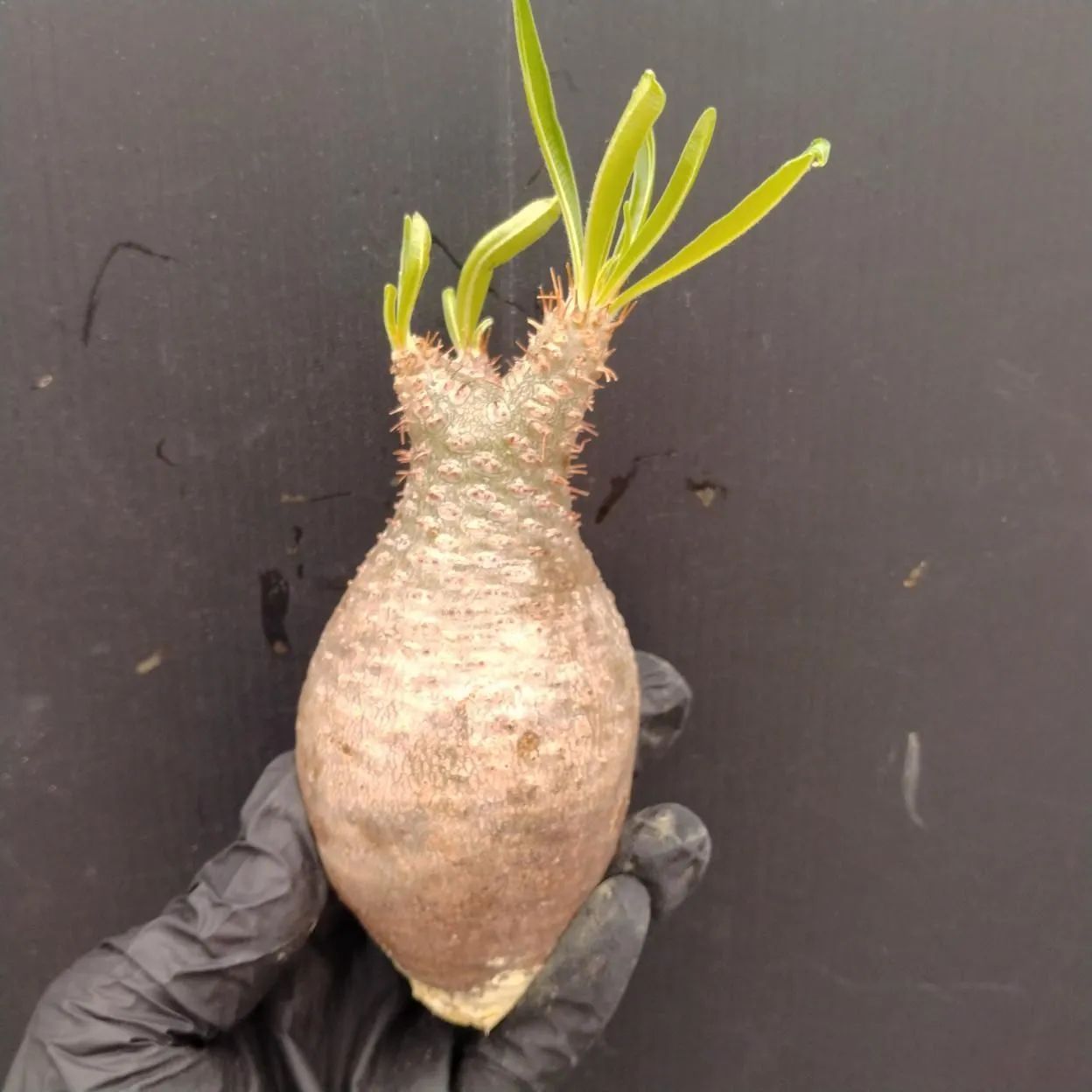 D096 「塊根植物」パキポディウム グラキリス 抜き苗【最新到着・根切確認済・ P.gracilius・多肉植物・塊根植物】 10,350円