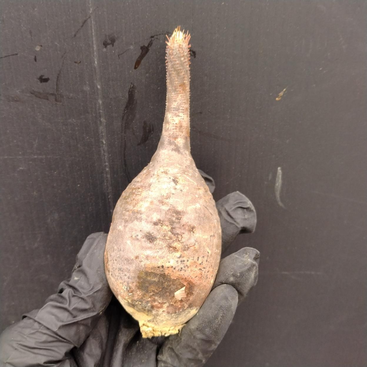 D099 「塊根植物」パキポディウム グラキリス 抜き苗【最新到着・根切確認済・ P.gracilius・多肉植物・塊根植物】