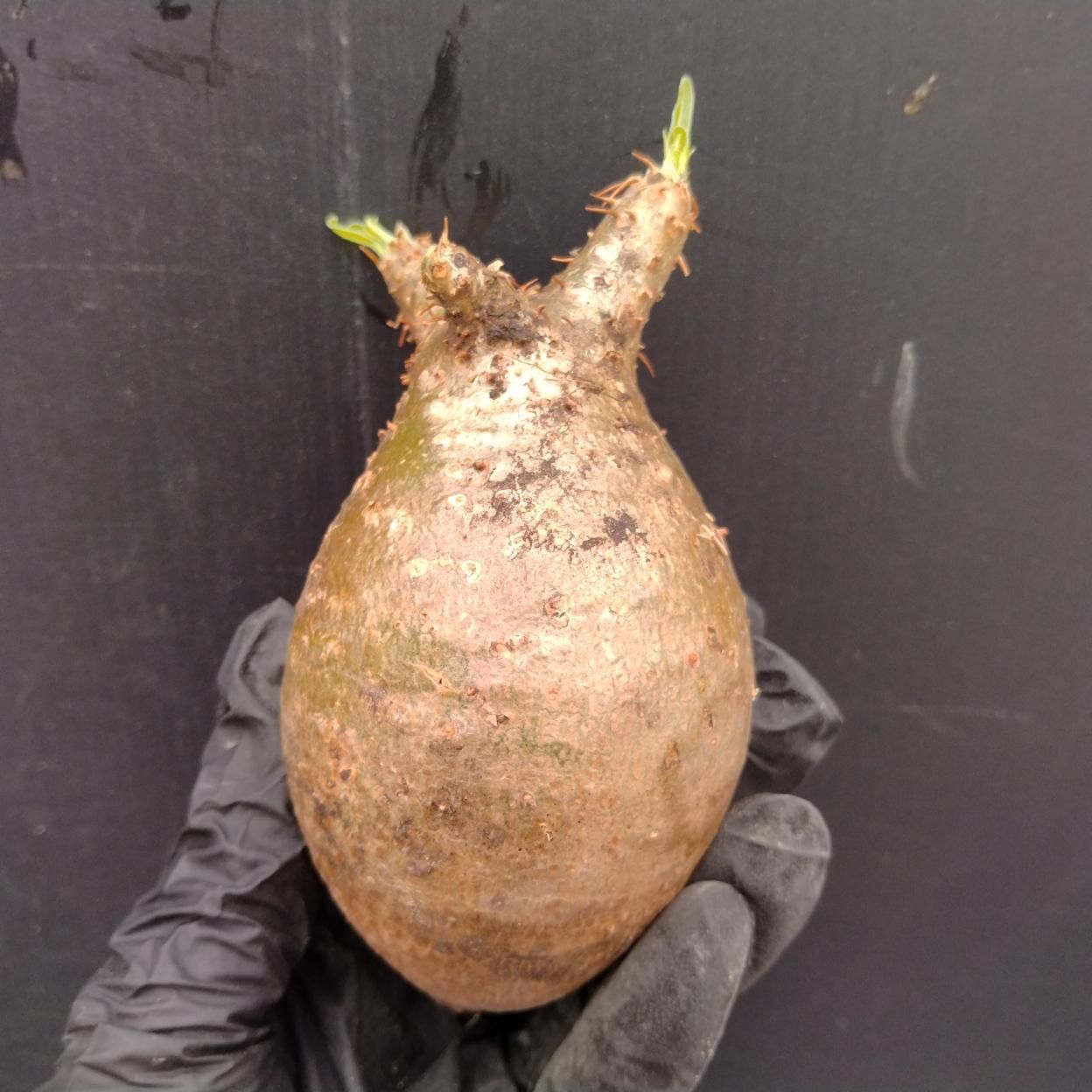 D104 「塊根植物」パキポディウム グラキリス 抜き苗【最新到着・根切確認済・ P.gracilius・多肉植物・塊根植物】
