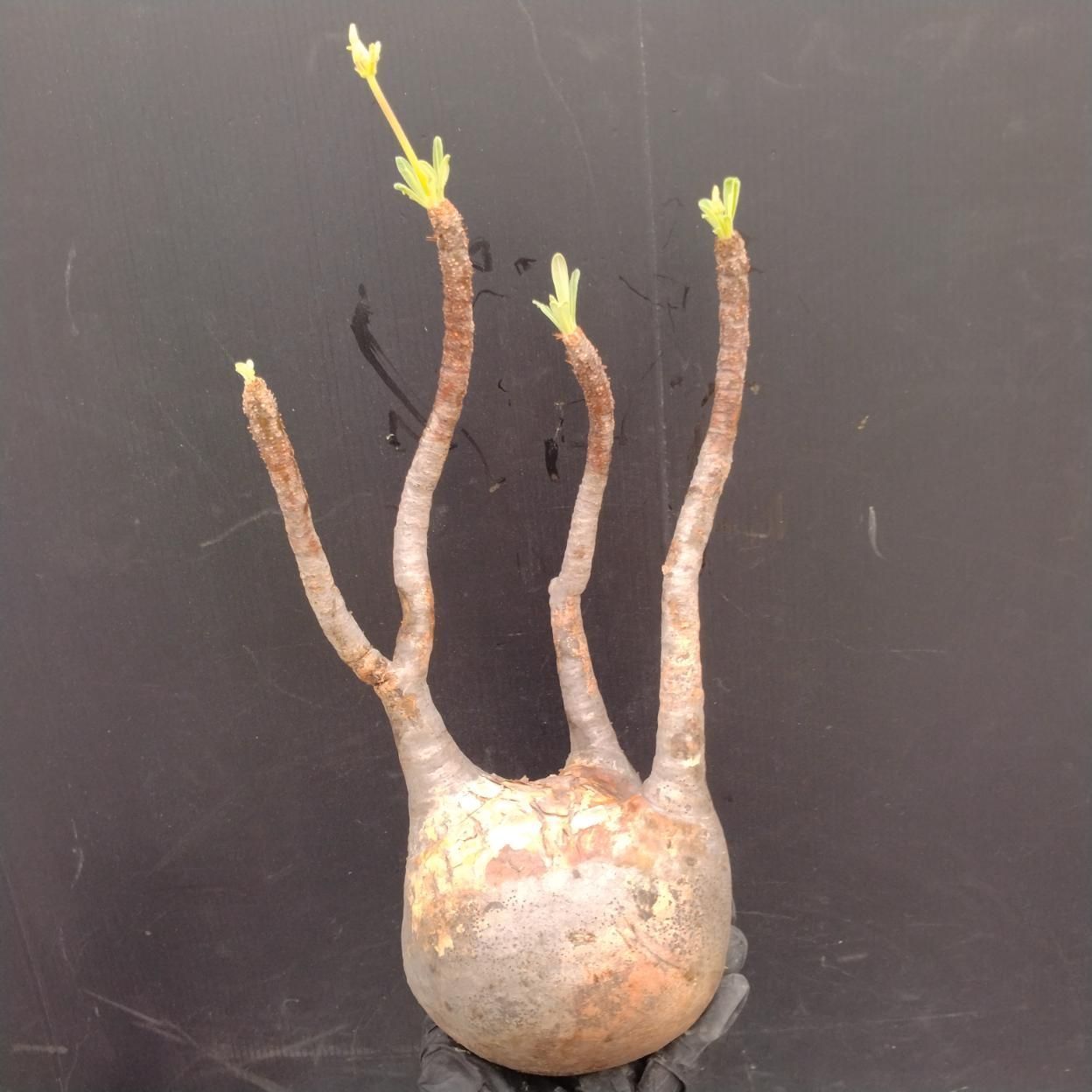 D114 「塊根植物」パキポディウム グラキリス M 抜き苗【最新到着・根切確認済・ P.gracilius・多肉植物・塊根植物】 12,096円