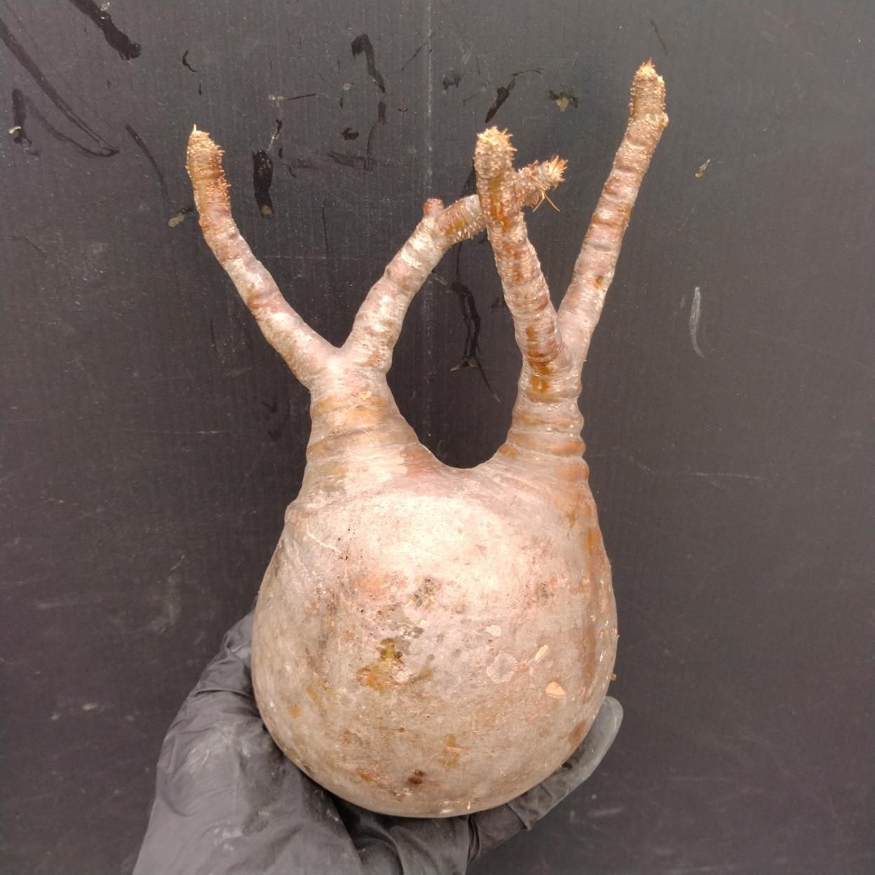 D120 「塊根植物」パキポディウム グラキリス M 抜き苗【最新到着・根切確認済・ P.gracilius・多肉植物・塊根植物】