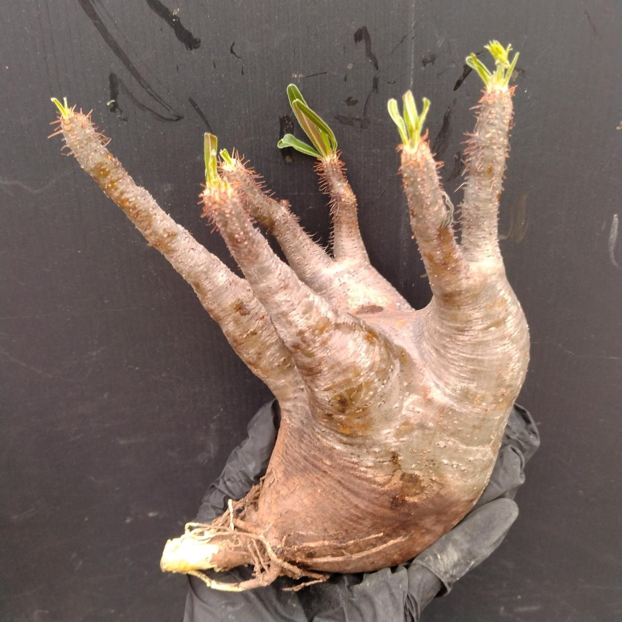 D122 「塊根植物」パキポディウム グラキリス M 抜き苗【最新到着・根切確認済・ P.gracilius・多肉植物・塊根植物】 12,936円