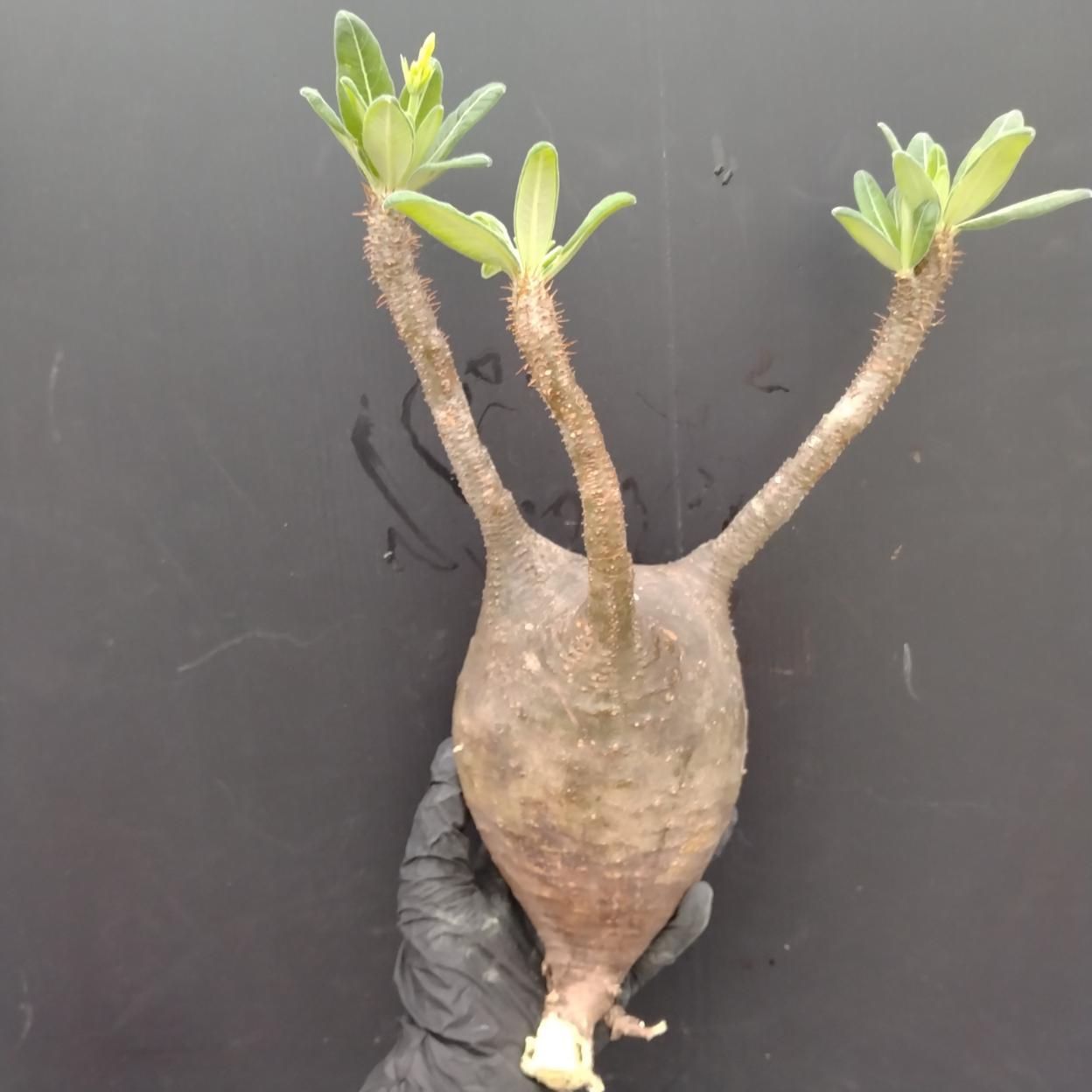 D128 「塊根植物」パキポディウム グラキリス M 抜き苗【最新到着・根切確認済・ P.gracilius・多肉植物・塊根植物】 12,432円