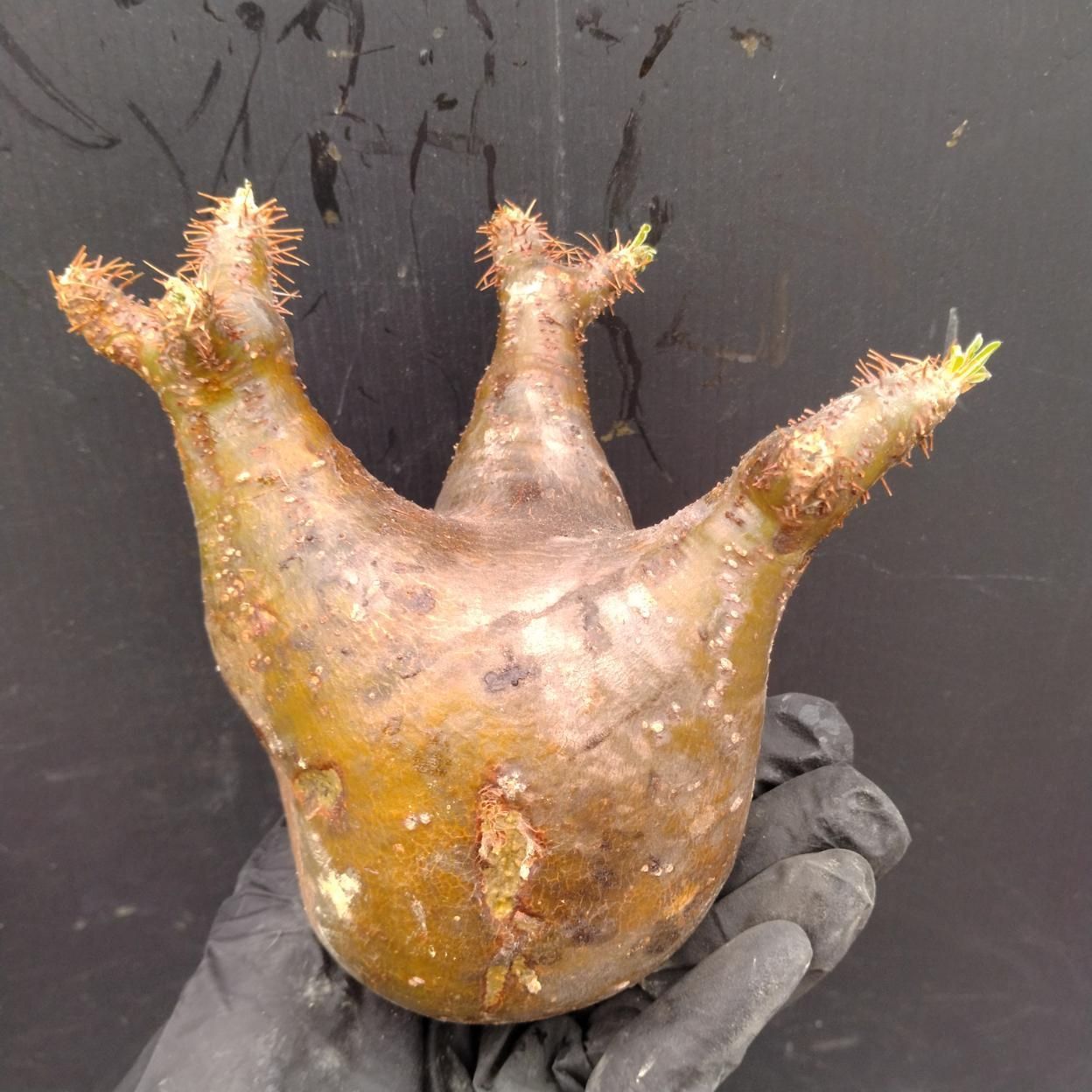 D132 「塊根植物」パキポディウム グラキリス　 M 抜き苗【最新到着・根切確認済・ P.gracilius・多肉植物・塊根植物】