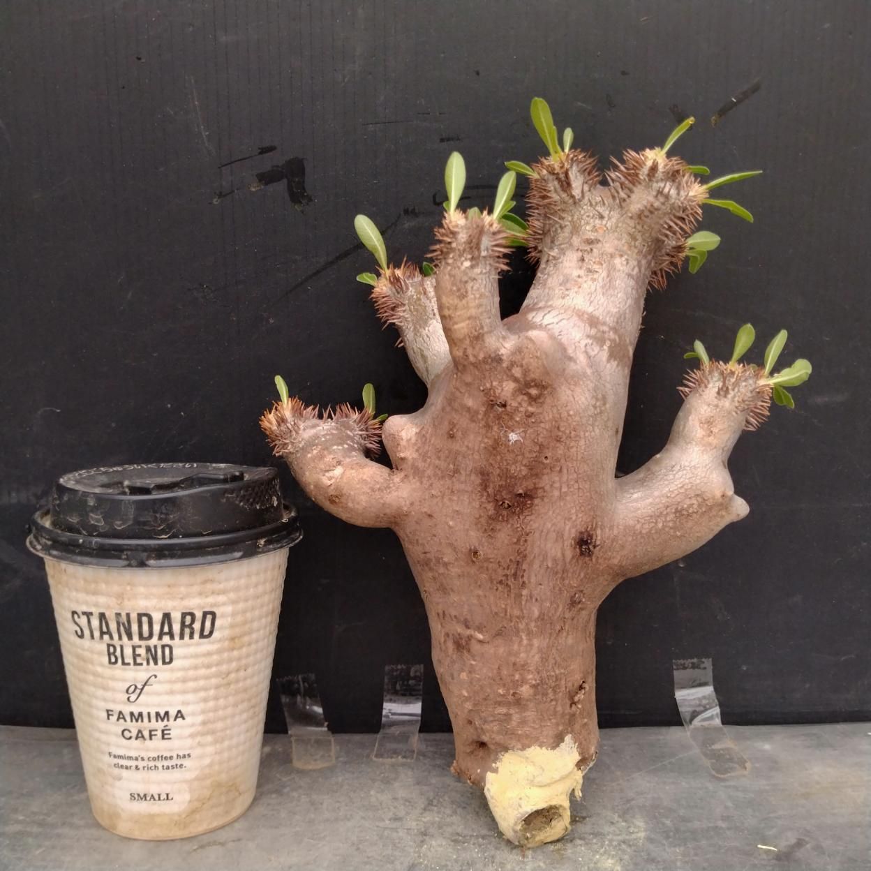 D149 「塊根植物」パキポディウム ブレビカリックス 抜き苗【根切確認済・Pachypodium brevicalyx・多肉植物】